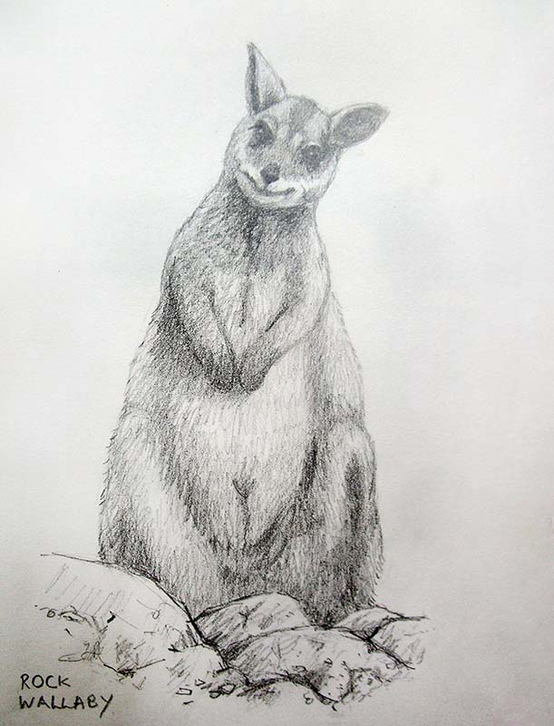 Draw Aussie Animals | Richmond Art Supplies